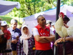 Lomba Ayam Kokok Balenggek Meriahkan Dies Natalis Faterna Ke-61