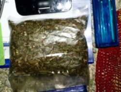 Upaya Penyelundupan Ganja Digagalkan Petugas Gabungan