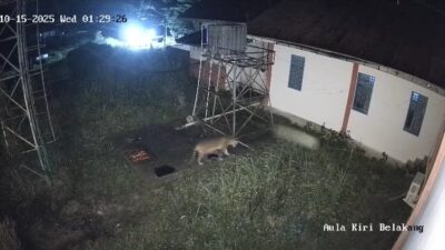 Harimau Sumatera Terjebak di Area BRIN Agam, BKSDA Lakukan Penanganan Bertahap