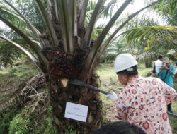 Sawit Rakyat Menjanjikan lewat Program Peremajaan