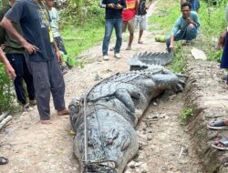 Warga Tangkap Buaya Raksasa Sepanjang 7 Meter