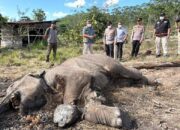 Anak Gajah Ditemukan Mati di Kawasan TNTN, Polda Turunkan Tim Lakukan Penyelidikan