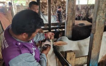 Jelang Idul Adha, Lima Sapi di Kota Padang Terindikasi PMK