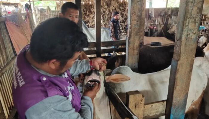 Jelang Idul Adha, Lima Sapi di Kota Padang Terindikasi PMK