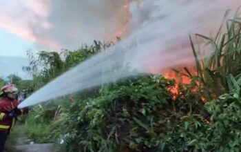 10 Bangunan Nyaris Dilahap Sijago Merah, Akibat Kebakaran Lahan Kosong